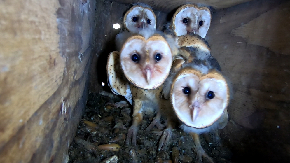 2020 GOB1 0516 4 BANO owlets