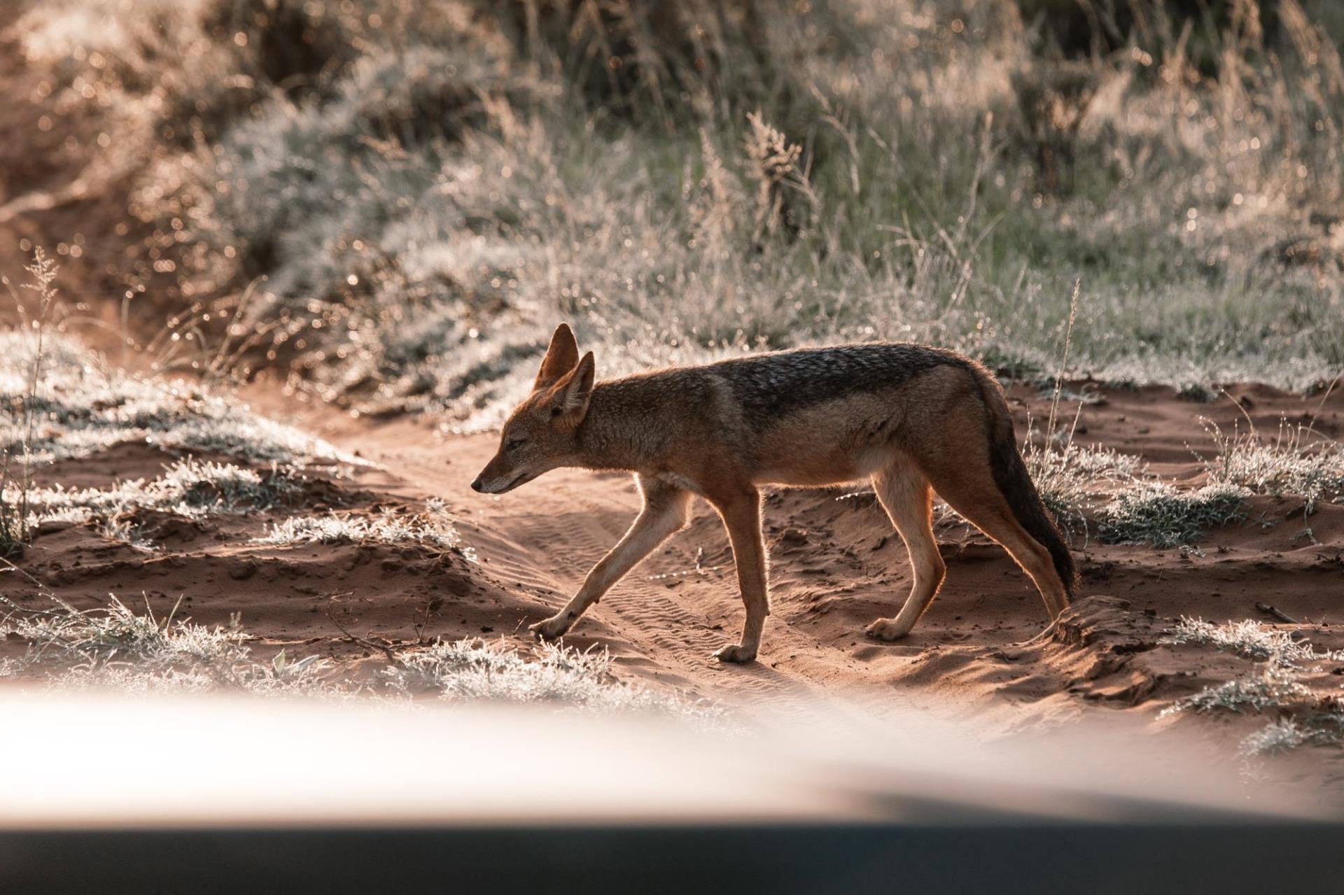 Coyote