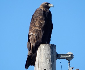 Golden Eagles