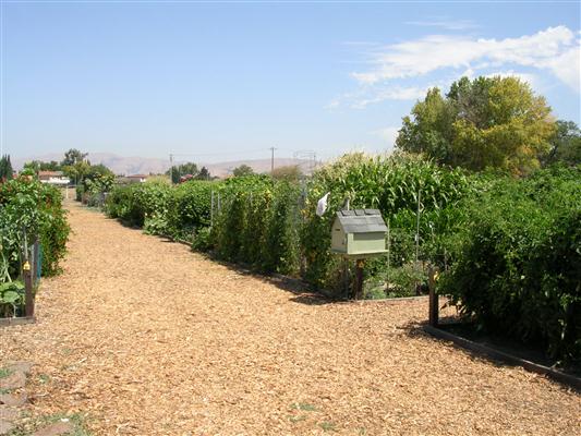 sjcommunitygarden2