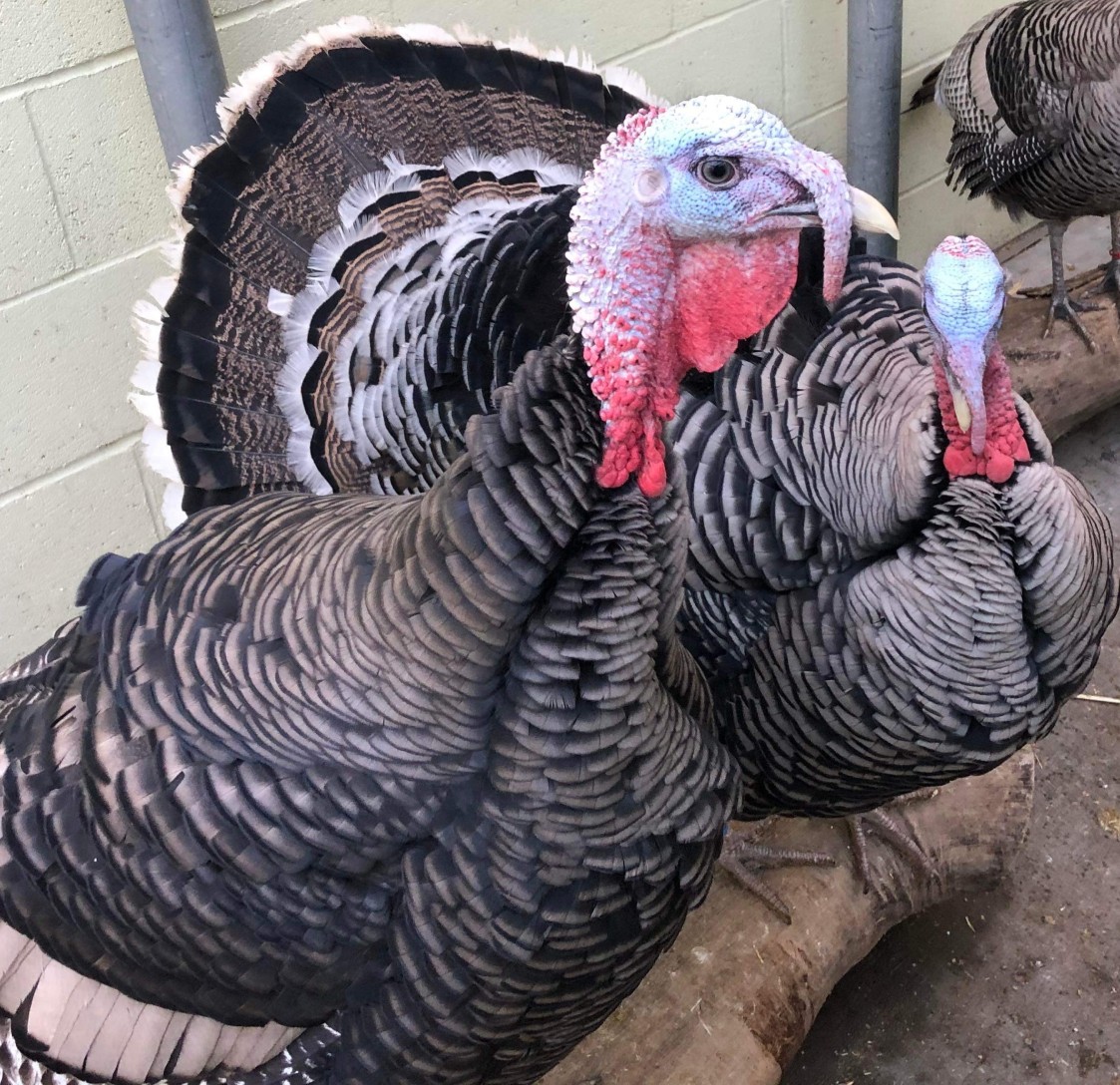 Happy Hollow Park & Zoo turkey