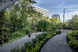 A winding concrete path surrounded by green plants on a sunny day with one person walking on the path