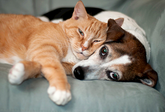 An orange tabby cat laying against a brown and white small dog on a grey couch