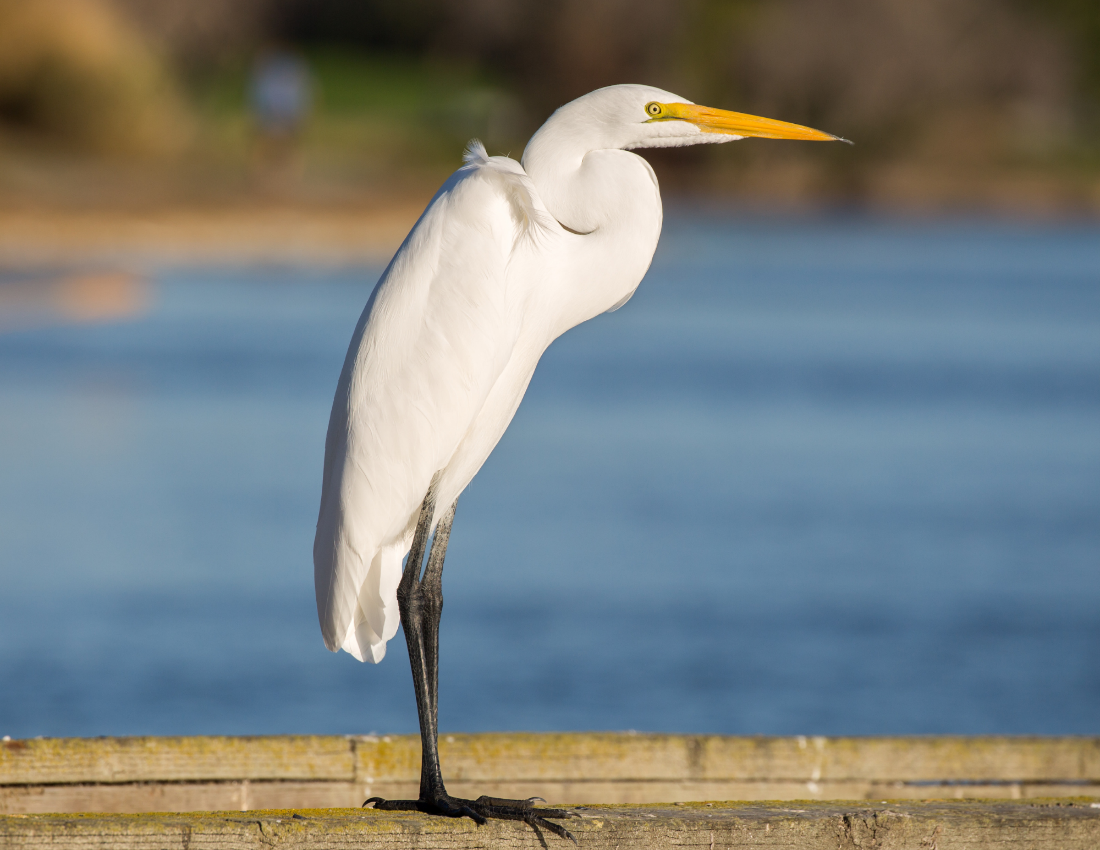 Egret