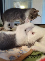 Kittens playing on blankets