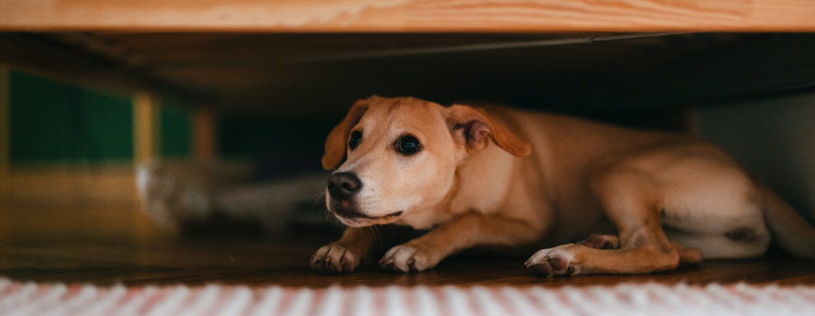 A scared dog under a bed.