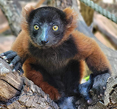 Red Lemur looking into the camera while in a tree