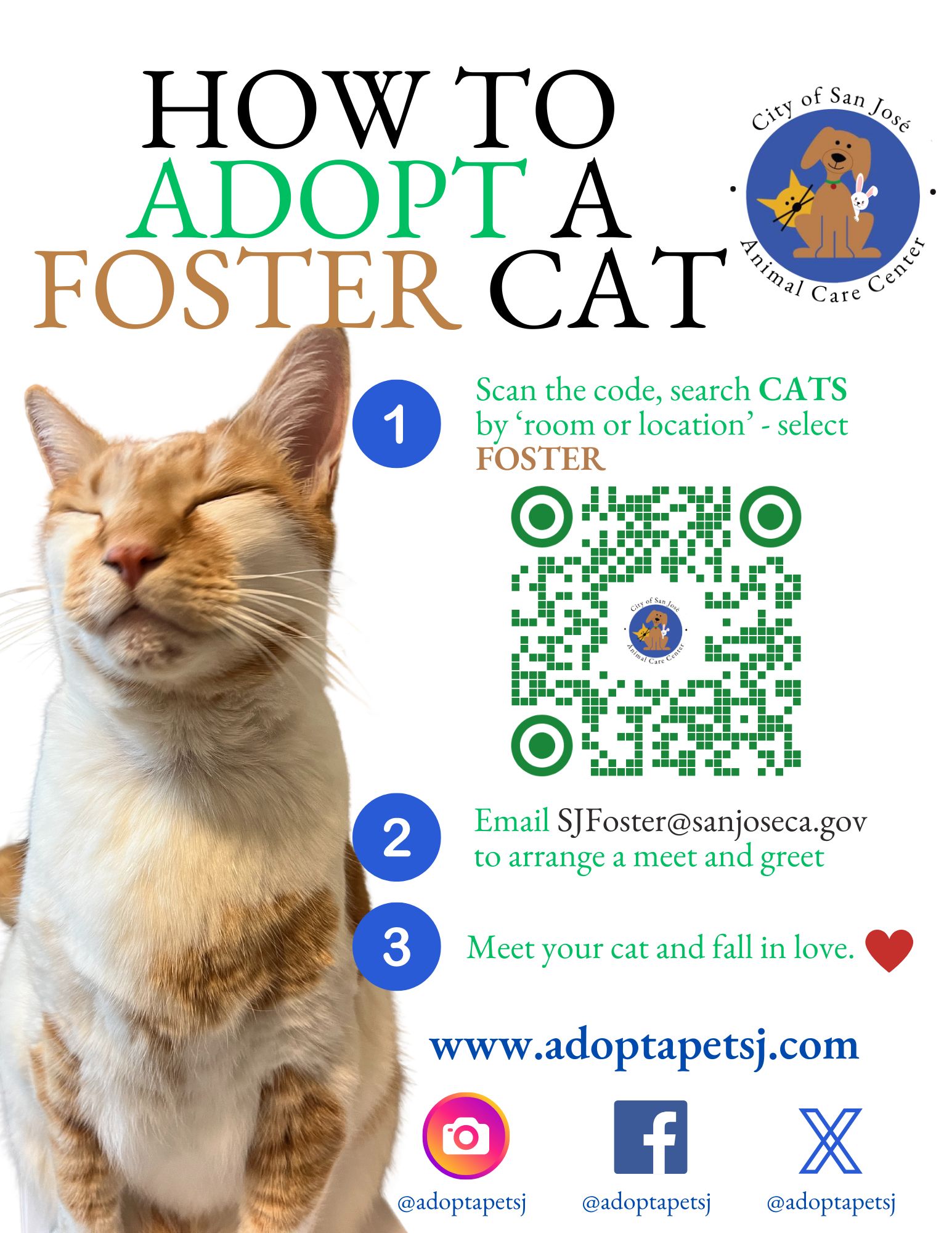 Adopt a Foster Cat