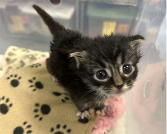 Kitten with Yellow Blanket