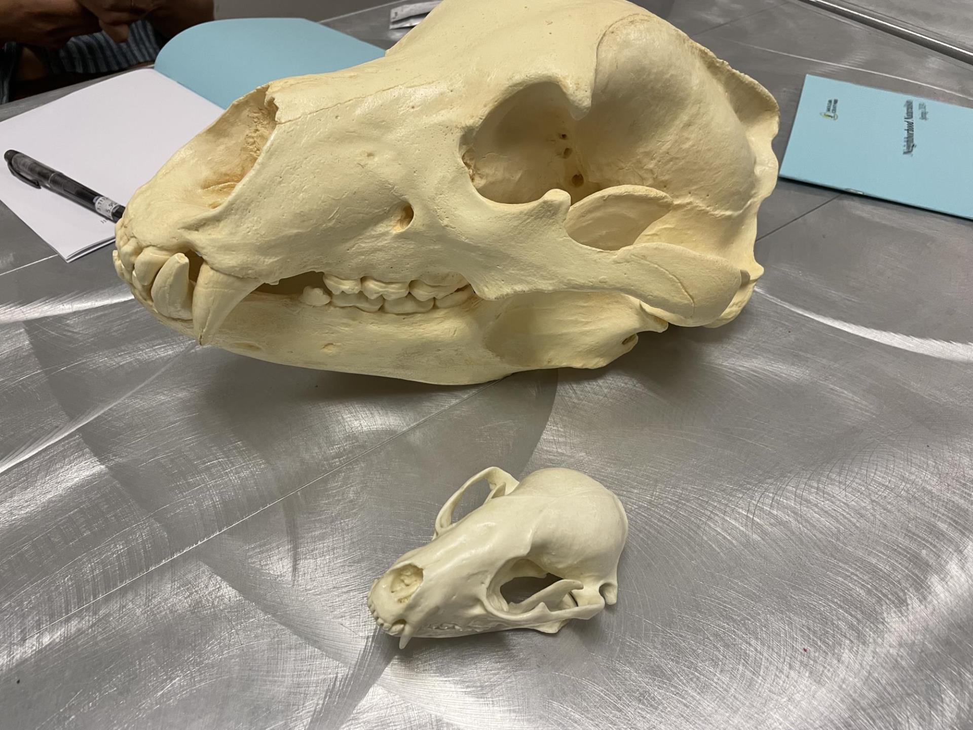 grizzly bear and racoon skull models are laid out on the table for participants to observe and identify.