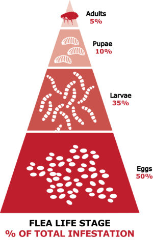 Flea Life Stage
