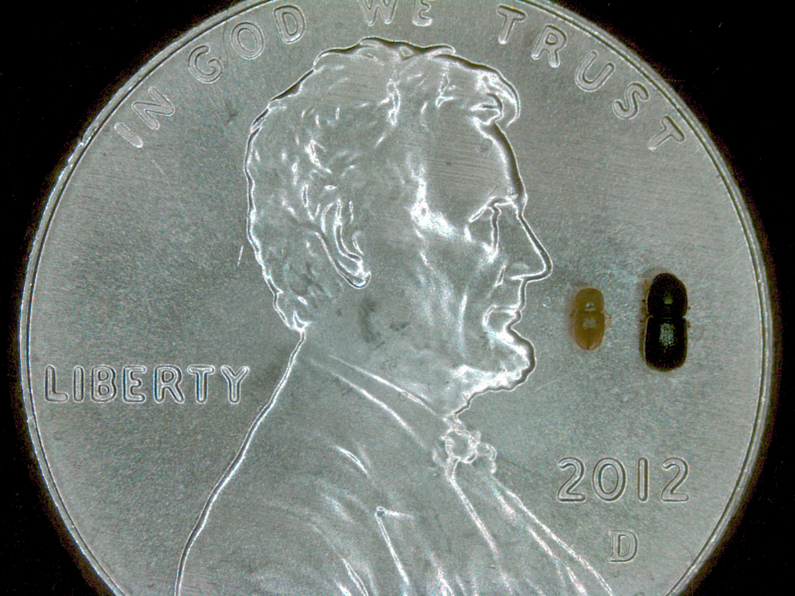 Small male and larger female shot hole borers on a penny