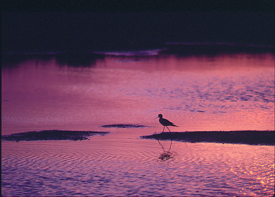 A picture of a bird in the distance walking near the water.