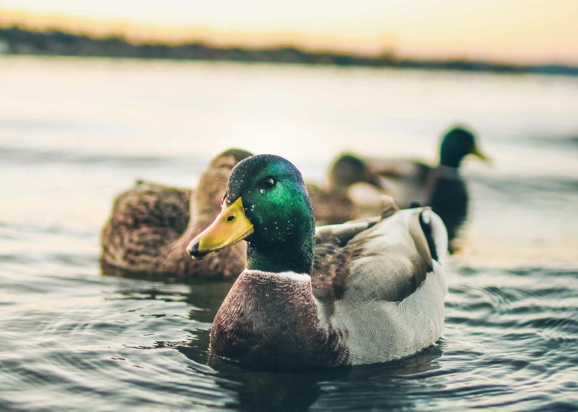 A group photo of some mallard ducks.