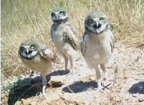 A group photo of some burrowing owls.