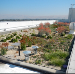 An image of a rooftop garden full of vegetation