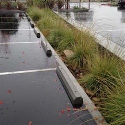 A wet parking lot, next to a small garden serving as a rain garden