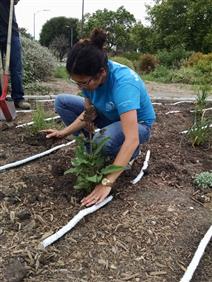 Person Planting in a Garden