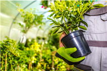 person holding a plant in greenhouse